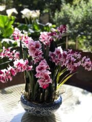 11 Adet Orkideli Porselen Kase