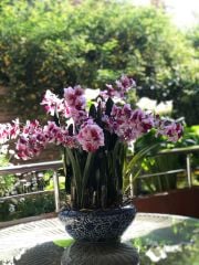 11 Adet Orkideli Porselen Kase